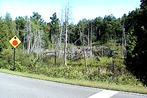 Champlain & Gatineau Parkways Swamp