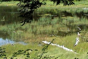 Bourgeois Lake