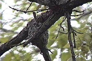 Blue-gray Gnatcatcher Nesting Above Bike Path - May 25, 1994