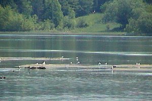Spit East of Quyon Ferry Dock