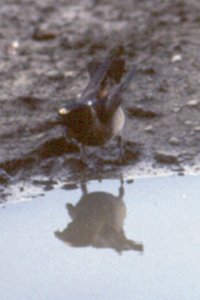 Cliff Swallow Gathering Nesting Material (mud)