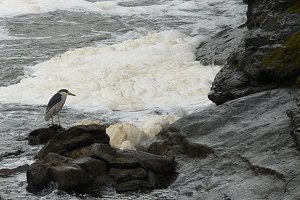 Black-crowned Night Heron at the base of Hog's Back Falls - Sep. 5, 2007