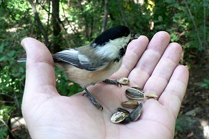 Hand-feeding Black-capped Chickadees at Hog's Back Park - Sep. 5, 2007