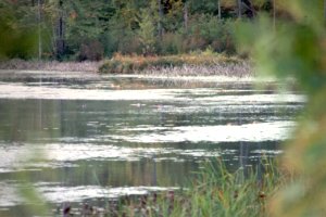 West Side of Mud Lake