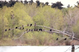 Purple Martins at Britannia