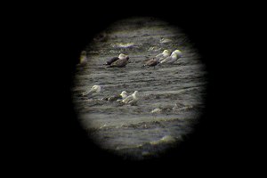 Scoping the Gull Roost at Deschênes - note the Lesser Black-backed Gull in left-centre foreground