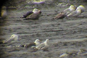 Scoping the Gull Roost at Deschênes - note the Lesser Black-backed Gull in left-centre foreground