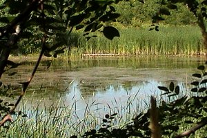 Moodie Drive Marsh Looking West