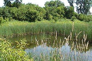Moodie Drive Marsh Looking East