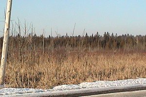 Marsh along Riddell Road
