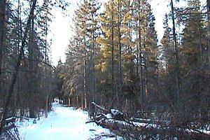 Old Access Road off Riddell Road