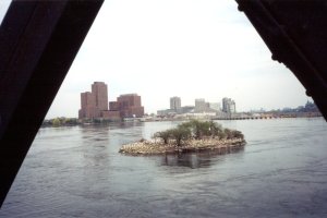 Ring-billed Gull Nesting Island from Lemieux Island Railway Bridge