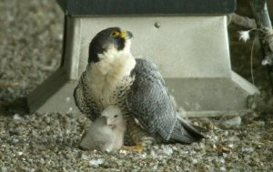 Horizon: The Proud Mama