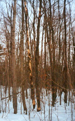 Porcupine workings