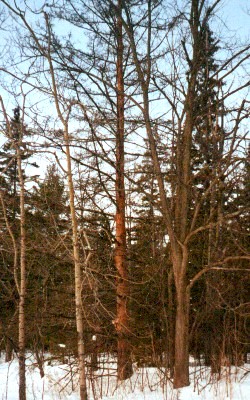 Woodpecker workings